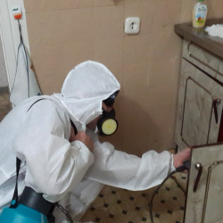 Дезинфекция от муравьев в квартире в Ставрополе
